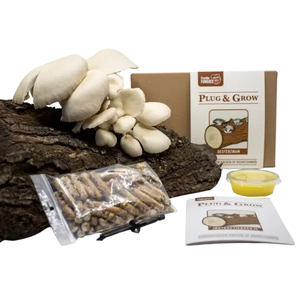 plug and grow set oesterzwam