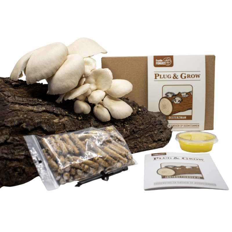 plug and grow set oesterzwam