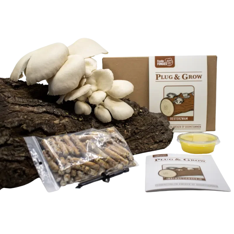 plug and grow set oesterzwam