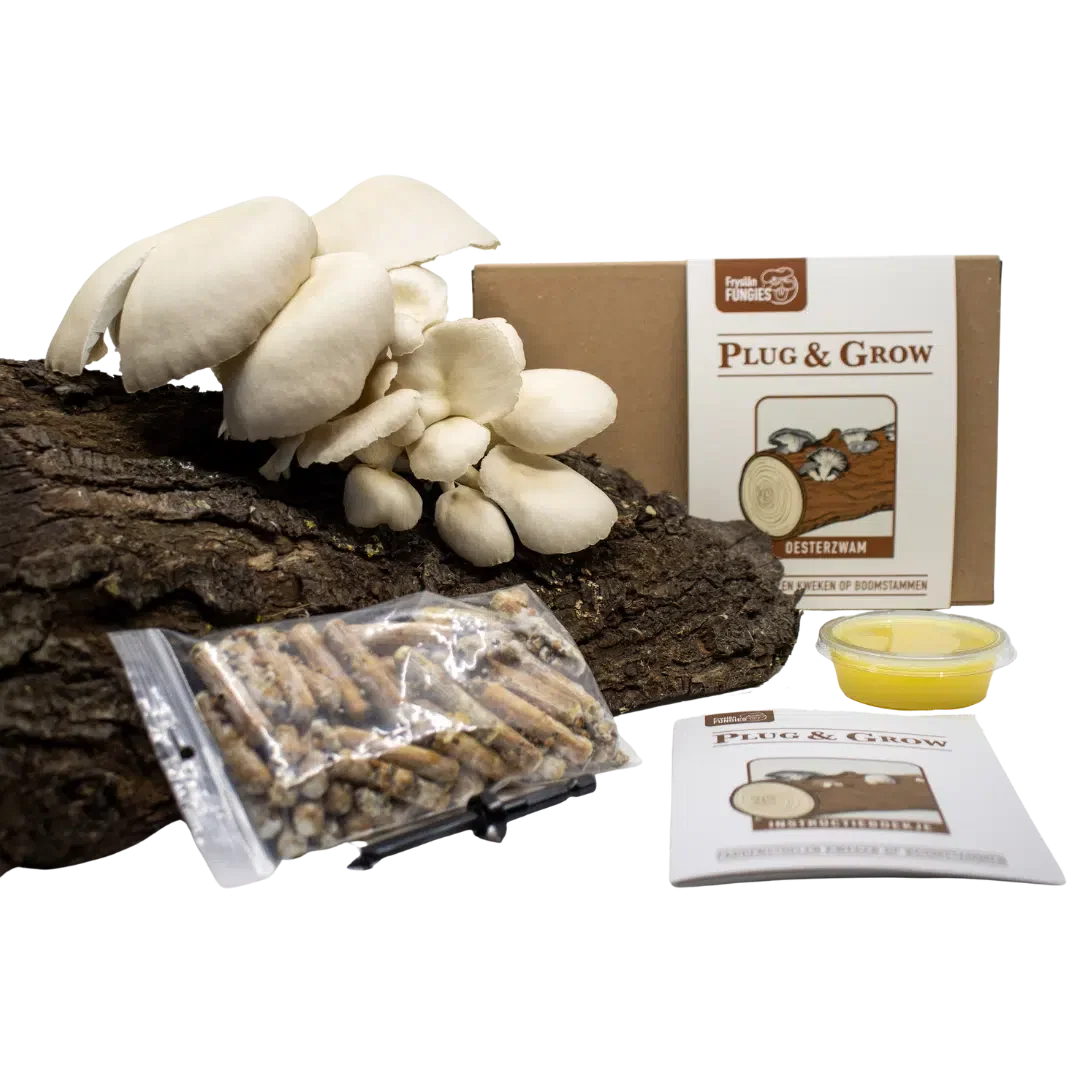 plug and grow set oesterzwam