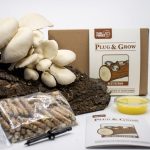Oesterzwam Plug & Grow set