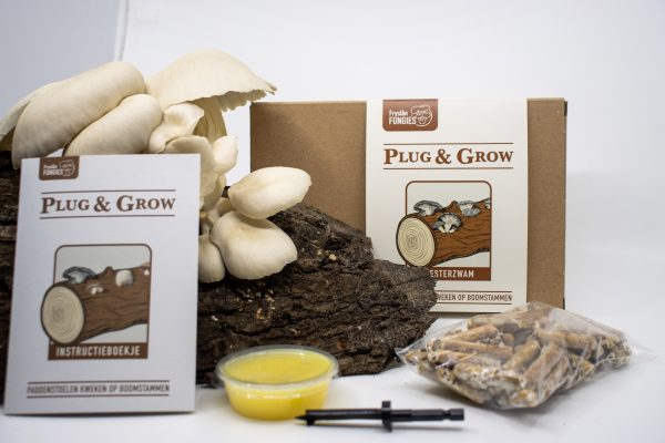 Oesterzwam Plug & Grow set - Afbeelding 4