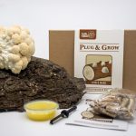 Lions mane / Pruikzwam Plug & Grow set