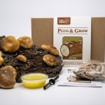 Shiitake Plug & Grow set