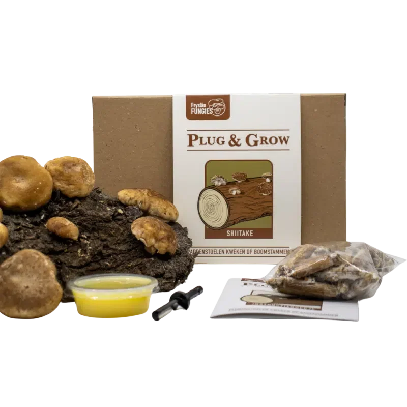 plug & grow set shiitake plug & grow set shiitake paddenstoelen kweken op boomstammen