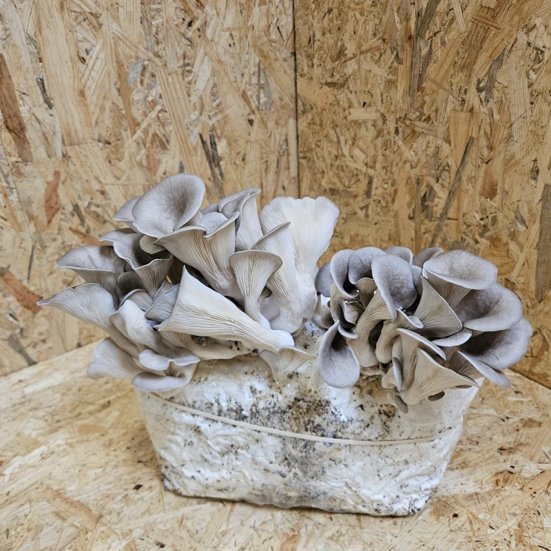 Kweekzak groot 5 liter voor in autoclaaf met groeiende oesterzwam