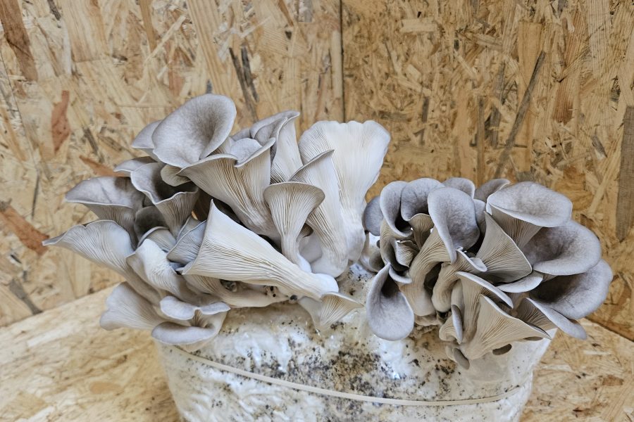 Kweekzak groot 5 liter voor in autoclaaf met groeiende oesterzwam