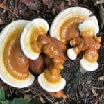 Reishi Broed – Los mycelium voor ervaren hobbykwekers