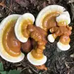 Reishi Broed – Los mycelium voor ervaren hobbykwekers