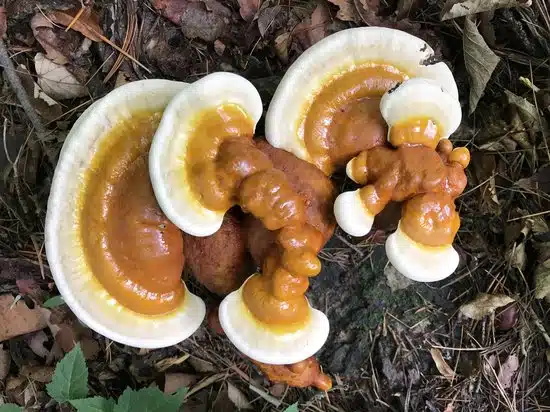 Reishi