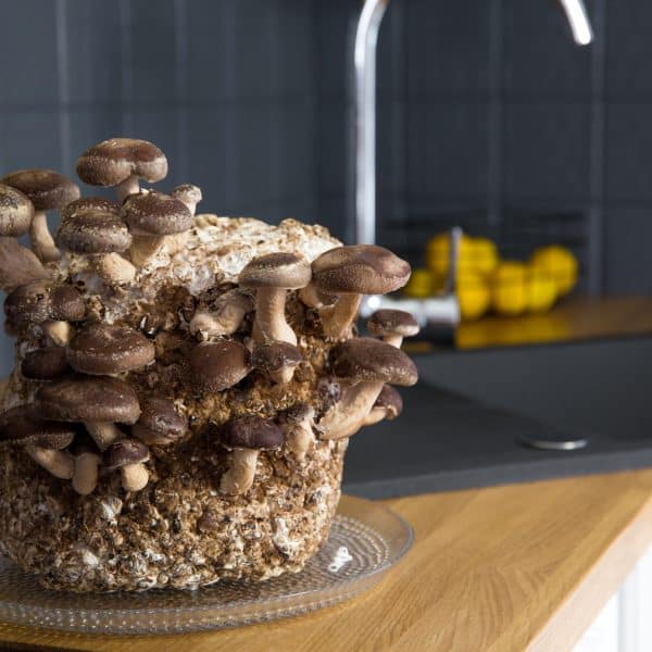 shiitake paddenstoel