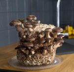 shiitake paddenstoel