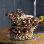 shiitake paddenstoel