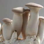 Eryngii (Koningsoesterzwam) – Los broed voor ervaren hobbykwekers