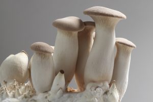 pleurotus eryngii or oyster mushroom, inner cuture on compost