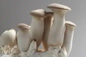 pleurotus eryngii or oyster mushroom, inner cuture on compost