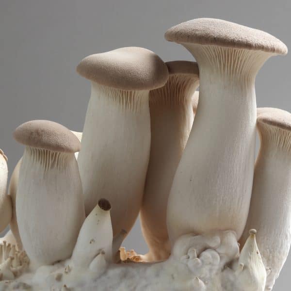 pleurotus eryngii or oyster mushroom, inner cuture on compost