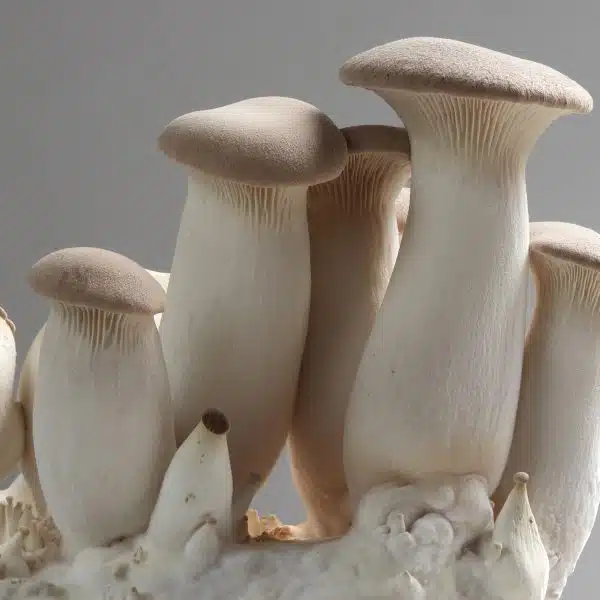 pleurotus eryngii or oyster mushroom, inner cuture on compost
