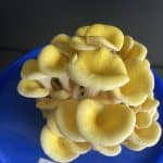 Gele oesterzwam Broed – Pleurotus citrinopileatus – Los mycelium voor ervaren hobbykwekers