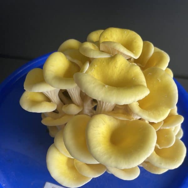 Groeiende gele oesterzwam (Pleurotus citrinopileatus) (3)