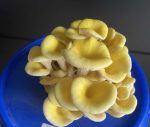 Groeiende gele oesterzwam (Pleurotus citrinopileatus) (3)