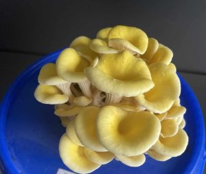 Groeiende gele oesterzwam (Pleurotus citrinopileatus) (3)