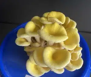Groeiende gele oesterzwam (Pleurotus citrinopileatus) (3)