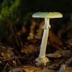 Groene knolamaniet Amanita_phalloides