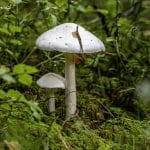 Wiite Knolamaniet (amanita virosa)