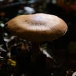 Fraaie Gifgordijnzwam