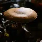 Fraaie Gifgordijnzwam