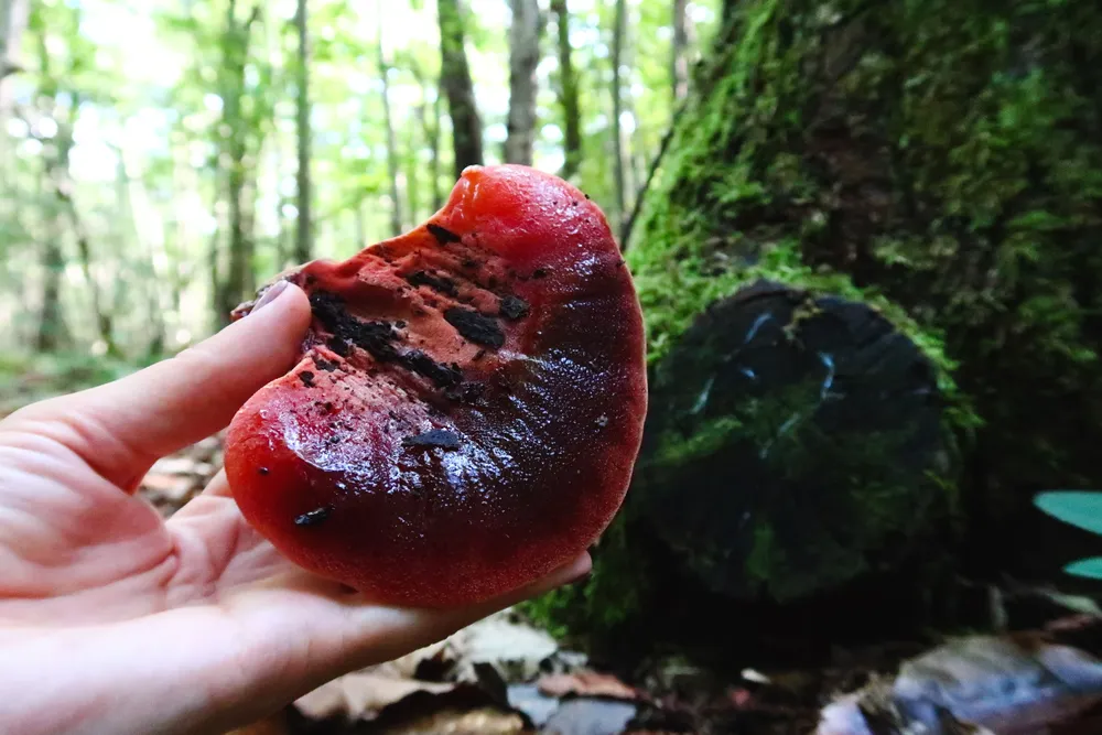 Reishi wild in het bos
